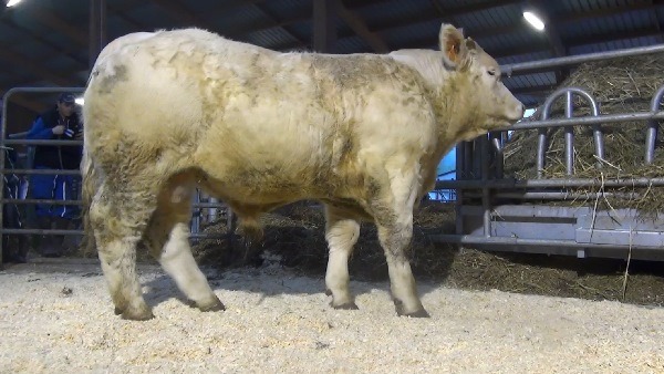 reproducteur charolais inscrit NEVADA