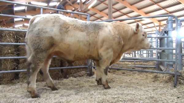 reproducteur charolais inscrit NEGRE