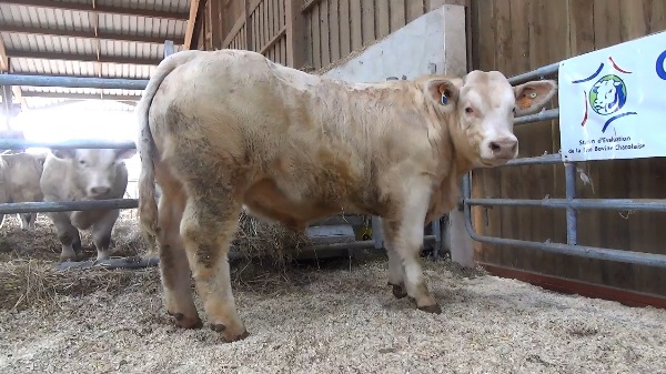 reproducteur charolais inscrit NICKEL