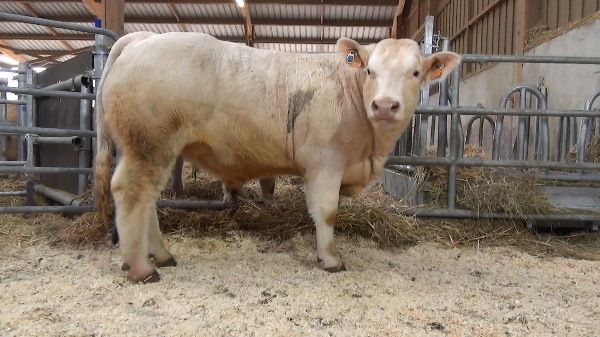 reproducteur charolais inscrit NAPOLEON