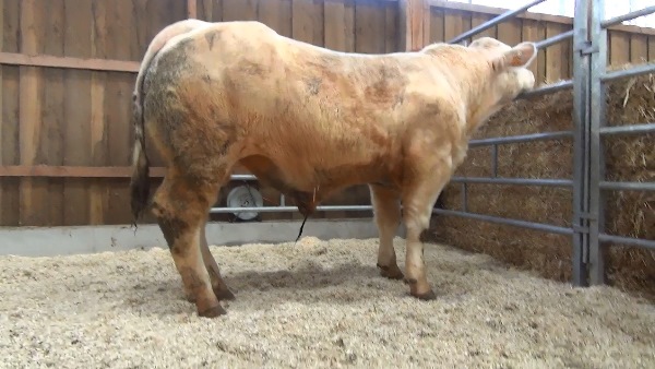 reproducteur charolais inscrit NYPON