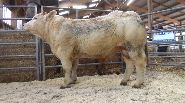 reproducteur charolais inscrit OURAGAN