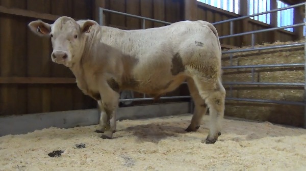 reproducteur charolais inscrit NORMAN P