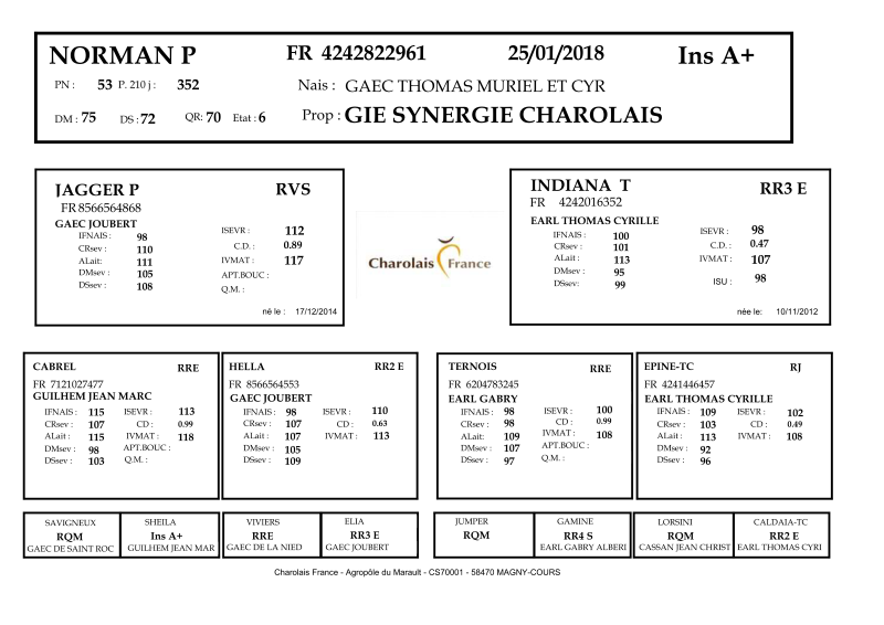 genealogie taureau charolais NORMAN P
