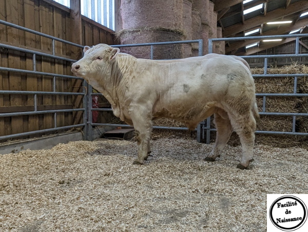 reproducteur charolais inscrit TOURNESOL