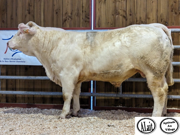 reproducteur charolais inscrit UCCELLO