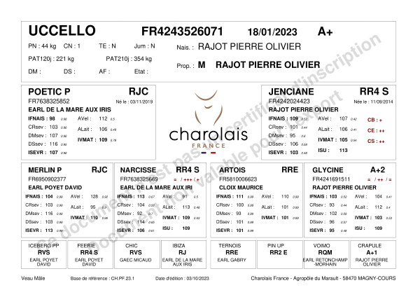 genealogie taureau charolais UCCELLO