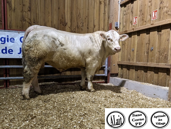 reproducteur charolais inscrit TROPICO