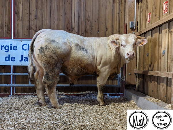 reproducteur charolais inscrit UTRILLO