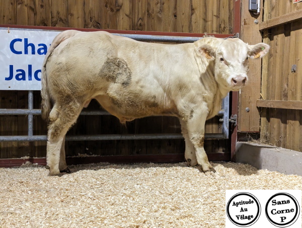 reproducteur charolais inscrit TIREX