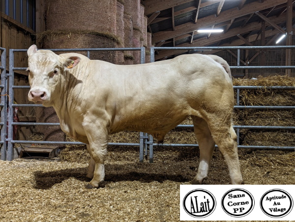 reproducteur charolais inscrit TANGO PP