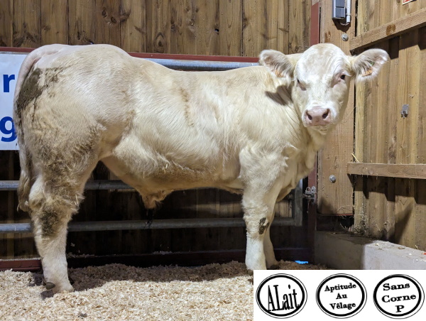 reproducteur charolais inscrit UBER P