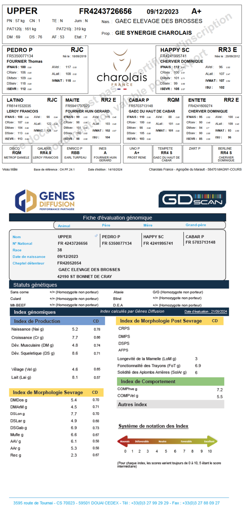 genealogie taureau charolais UPPER