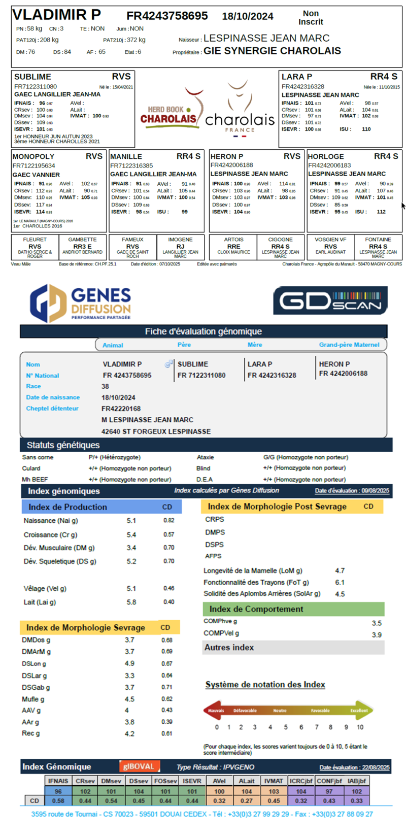 genealogie taureau charolais VLADIMIR P