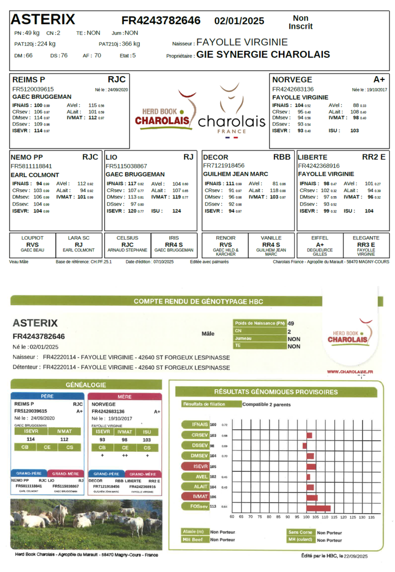 genealogie taureau charolais ASTERIX