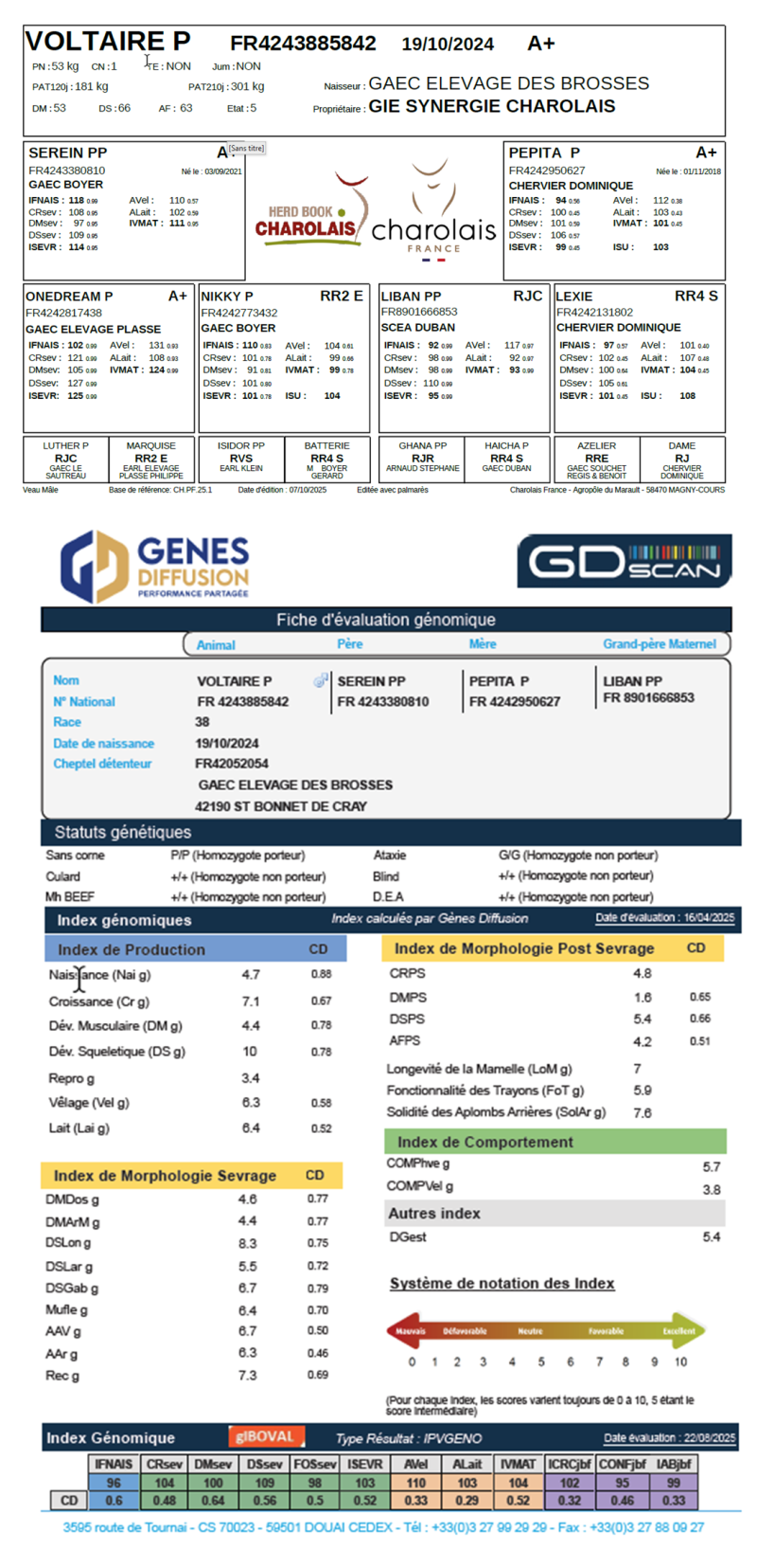 genealogie taureau charolais VOLTAIRE P