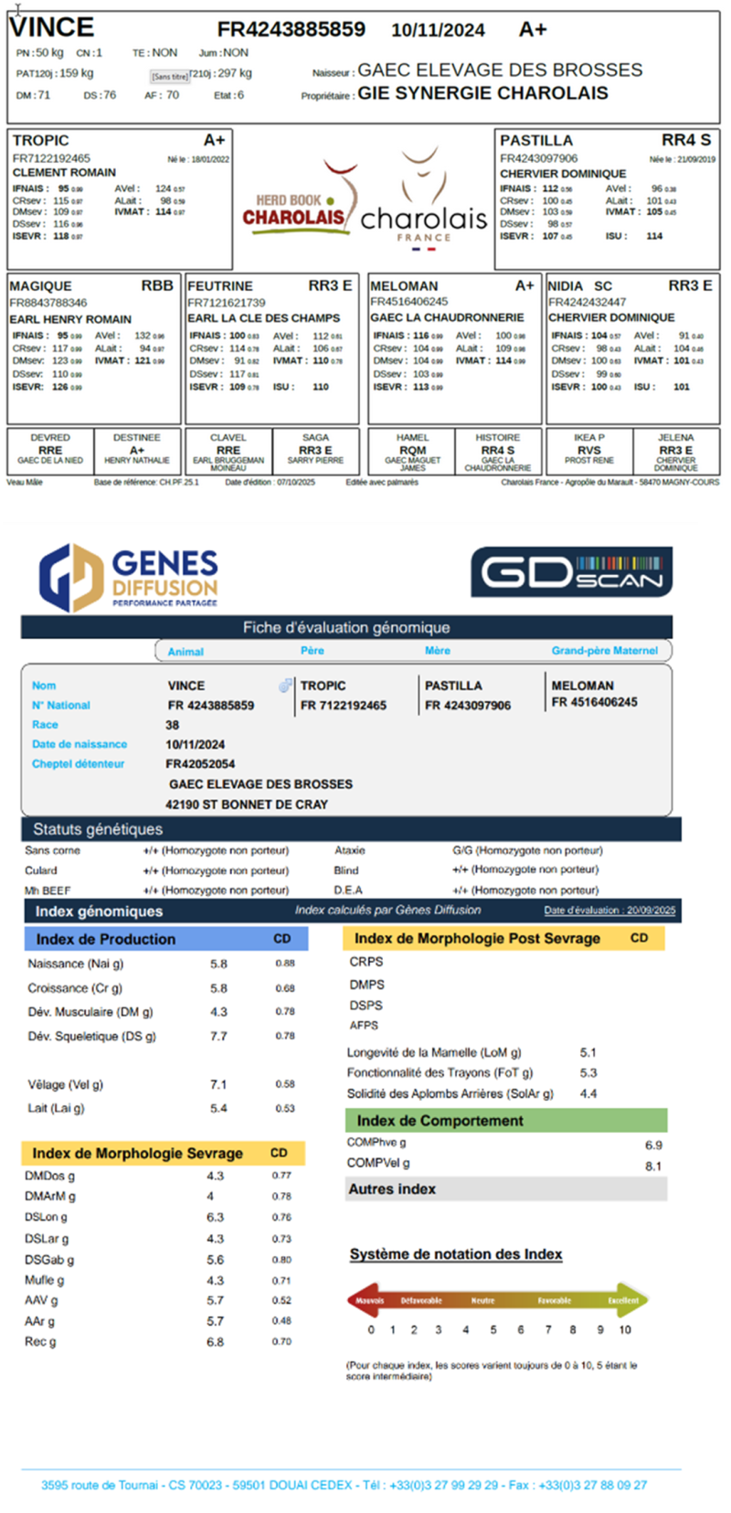 genealogie taureau charolais VINCE