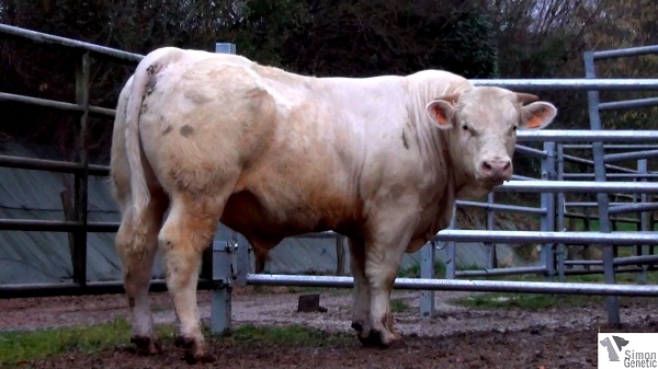 reproducteur charolais inscrit ICI