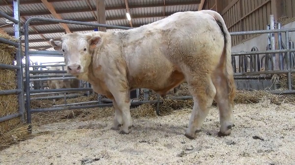 reproducteur charolais inscrit ONDATRA