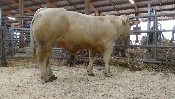 reproducteur charolais inscrit OSIS
