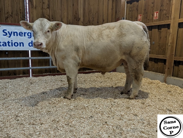reproducteur charolais inscrit UNPULL P
