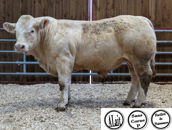 reproducteur charolais inscrit URUBU P