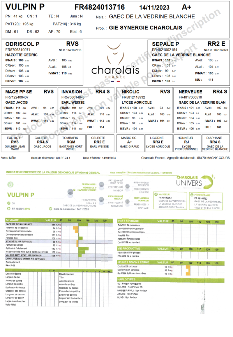 genealogie taureau charolais VULPIN P