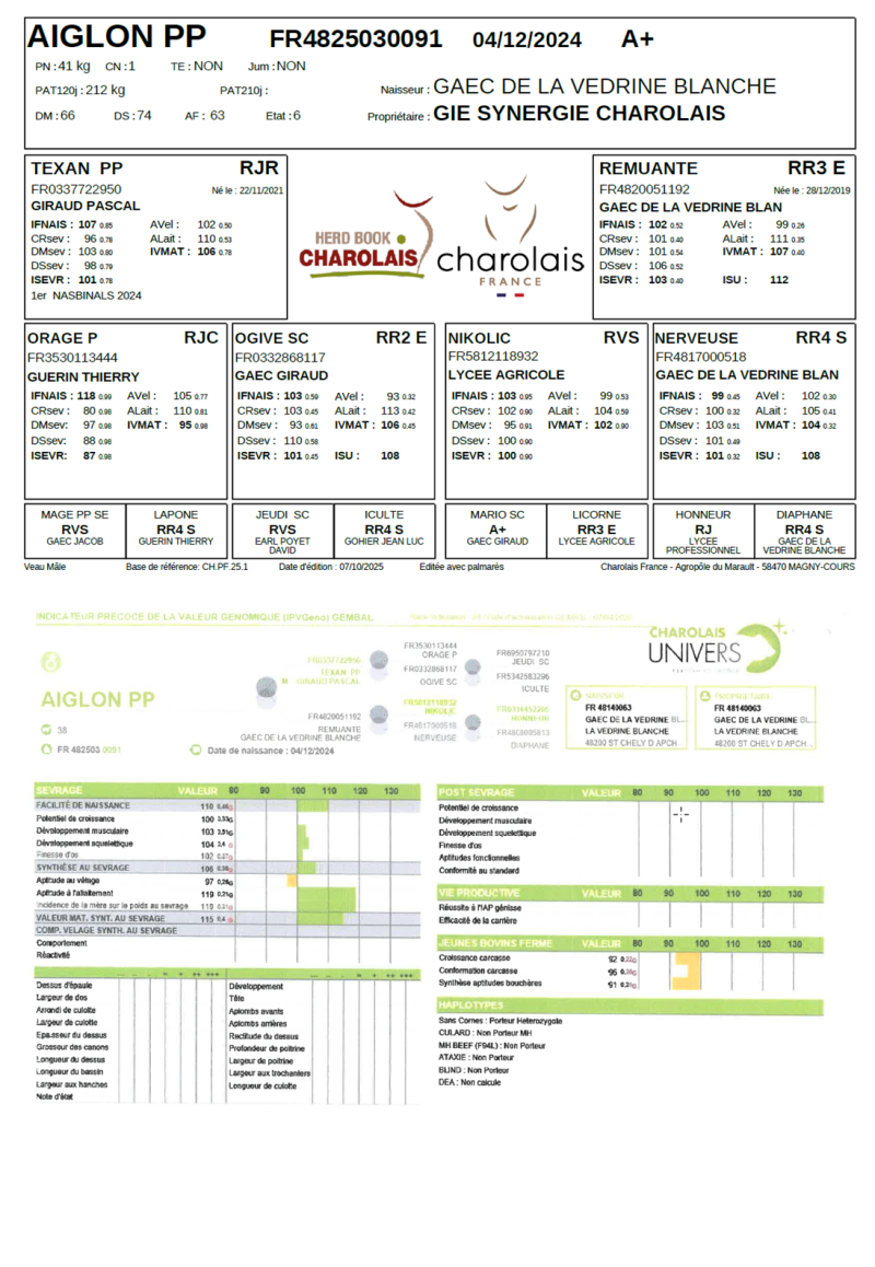 genealogie taureau charolais AIGLON P