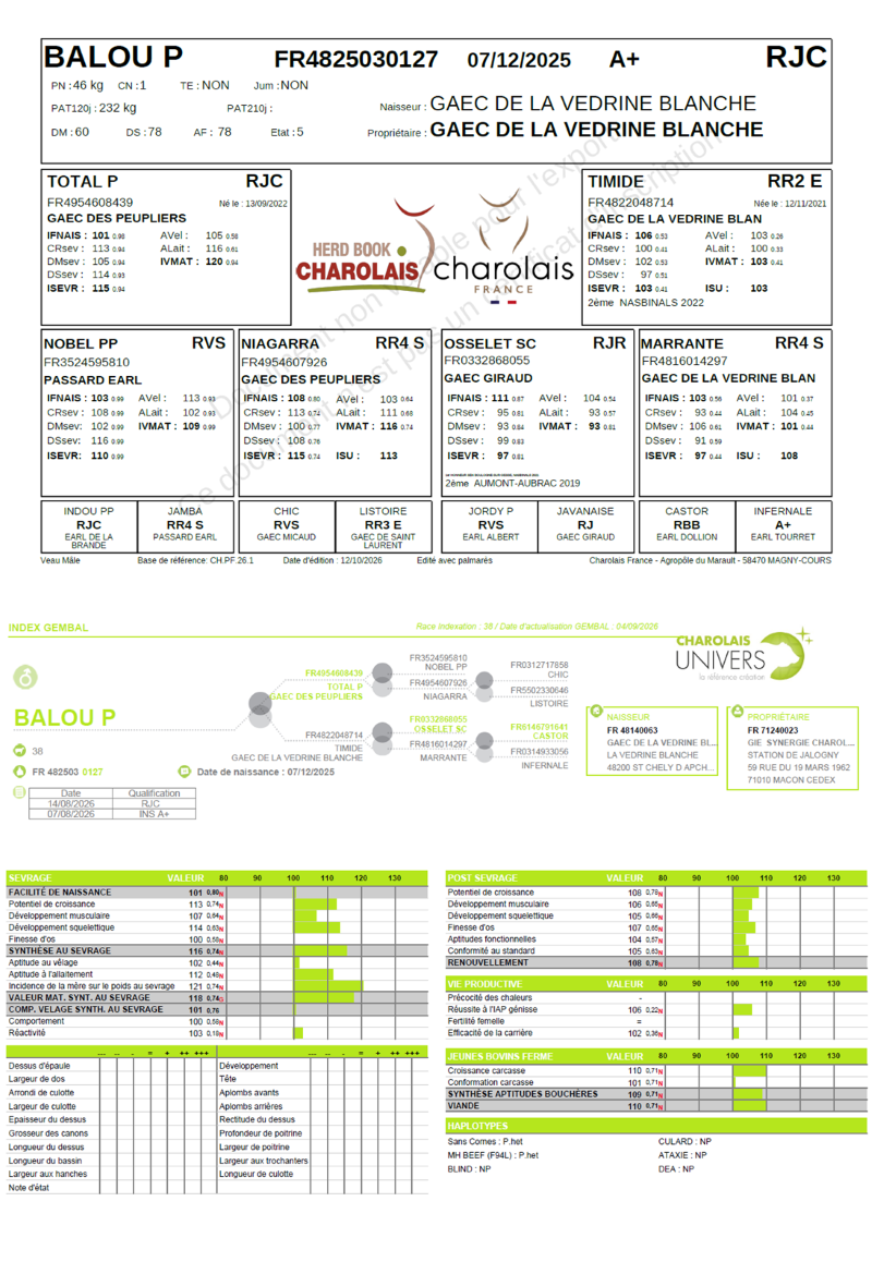 genealogie taureau charolais BALOU P   