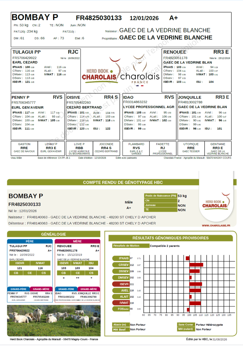genealogie taureau charolais BOMBAY P  