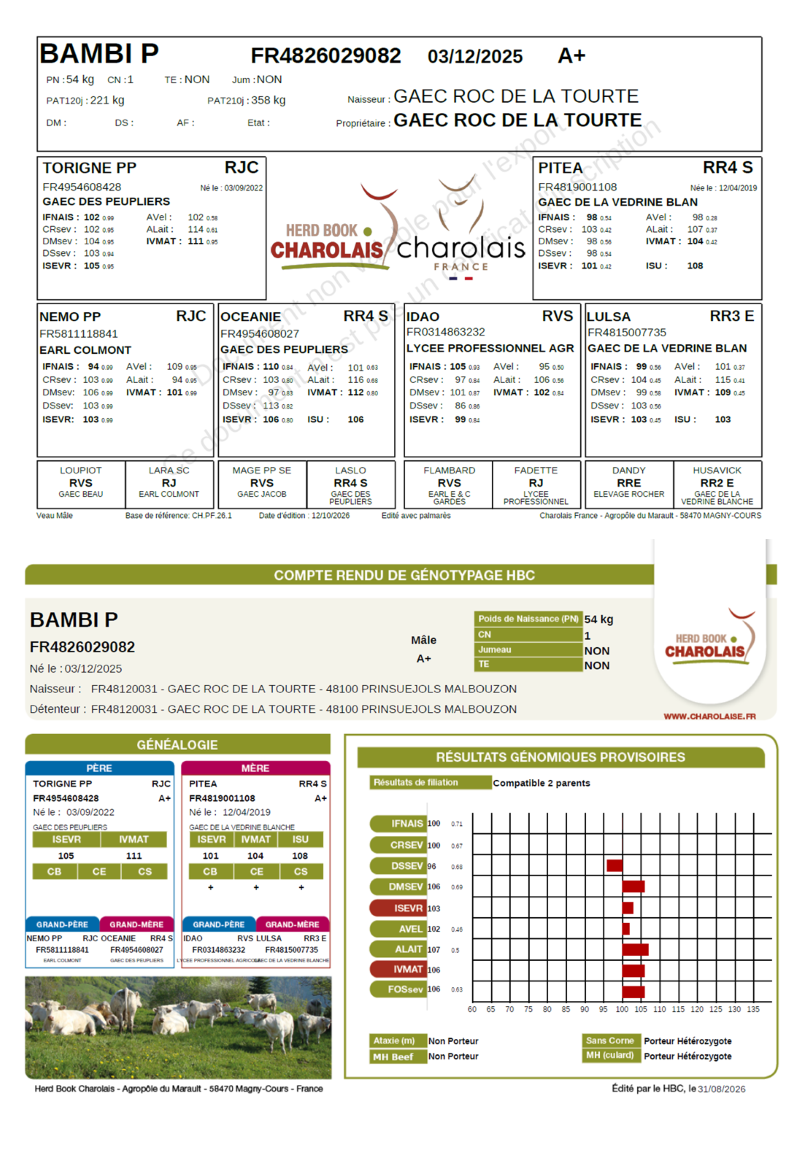 genealogie taureau charolais BAMBI P   