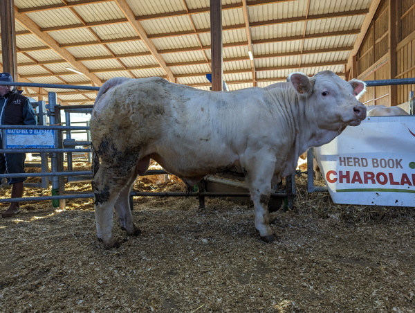 reproducteur charolais inscrit TRESOR