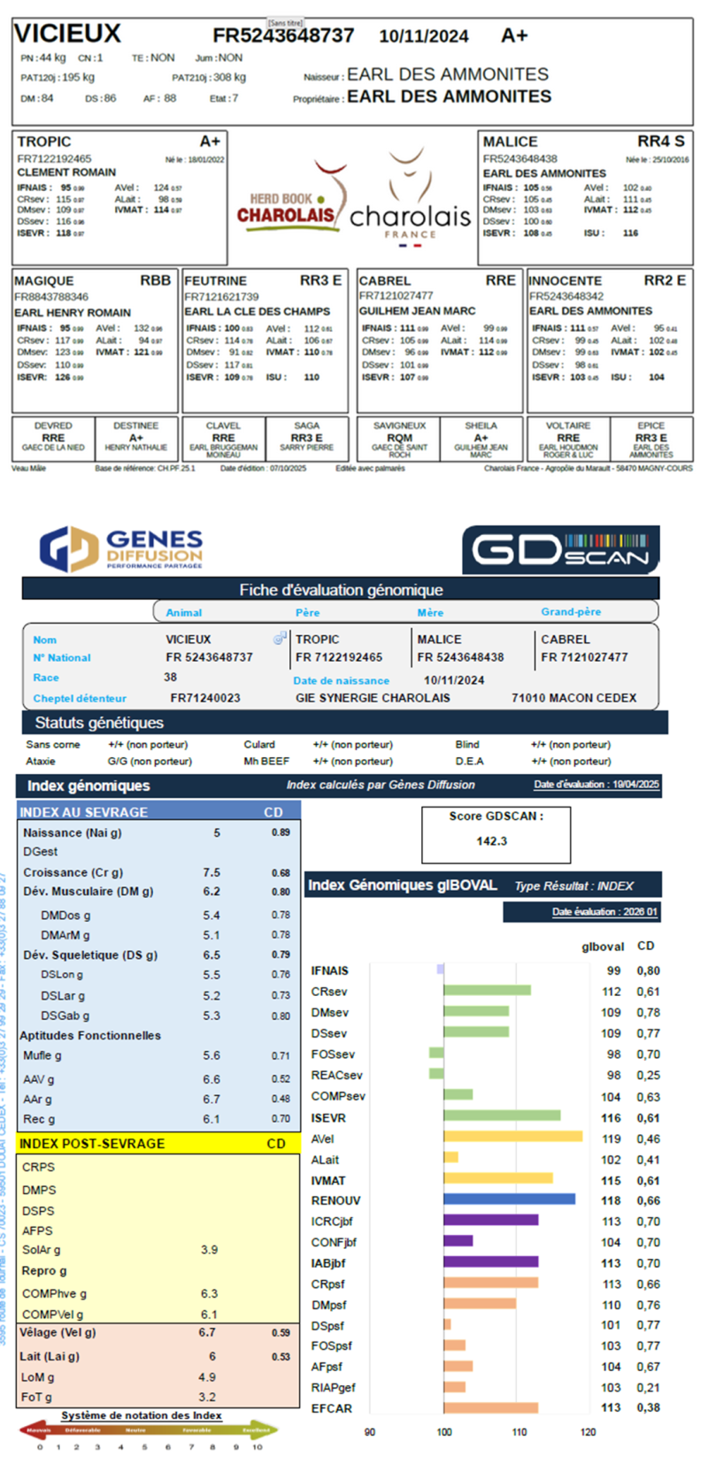 genealogie taureau charolais VICIEUX