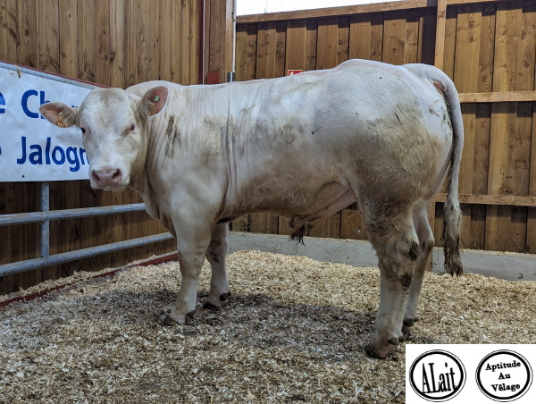 reproducteur charolais inscrit TINO