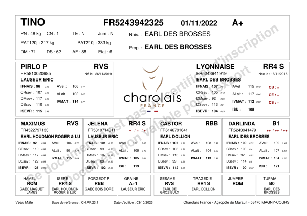 genealogie taureau charolais TINO