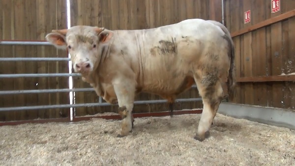 reproducteur charolais inscrit MALIN