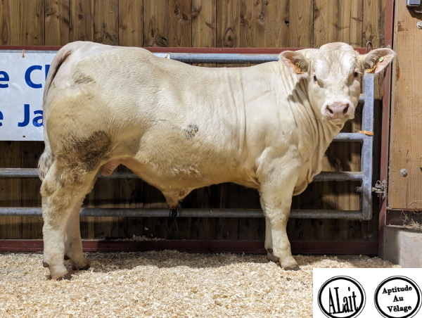 reproducteur charolais inscrit ULYSSE P