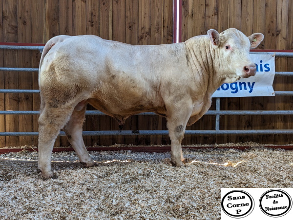 reproducteur charolais inscrit ULISSE P
