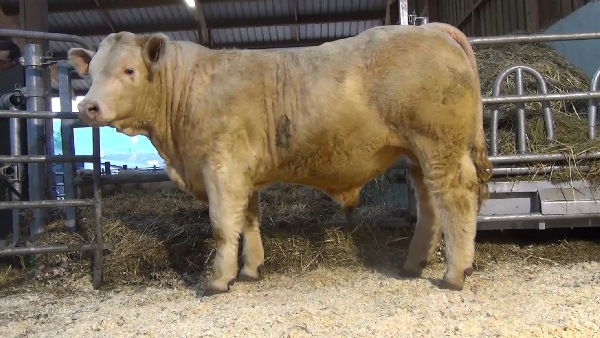 reproducteur charolais inscrit NAF NAF