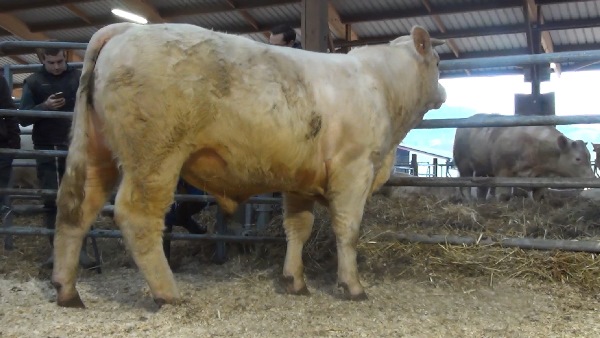 reproducteur charolais inscrit MEDOC