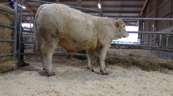 reproducteur charolais inscrit ORDY