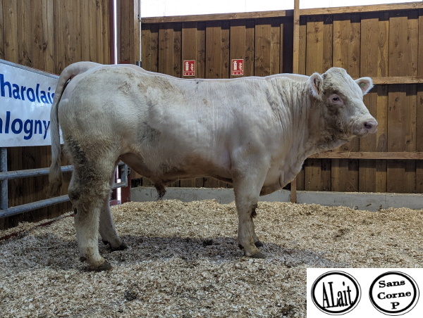 reproducteur charolais inscrit TRONIC