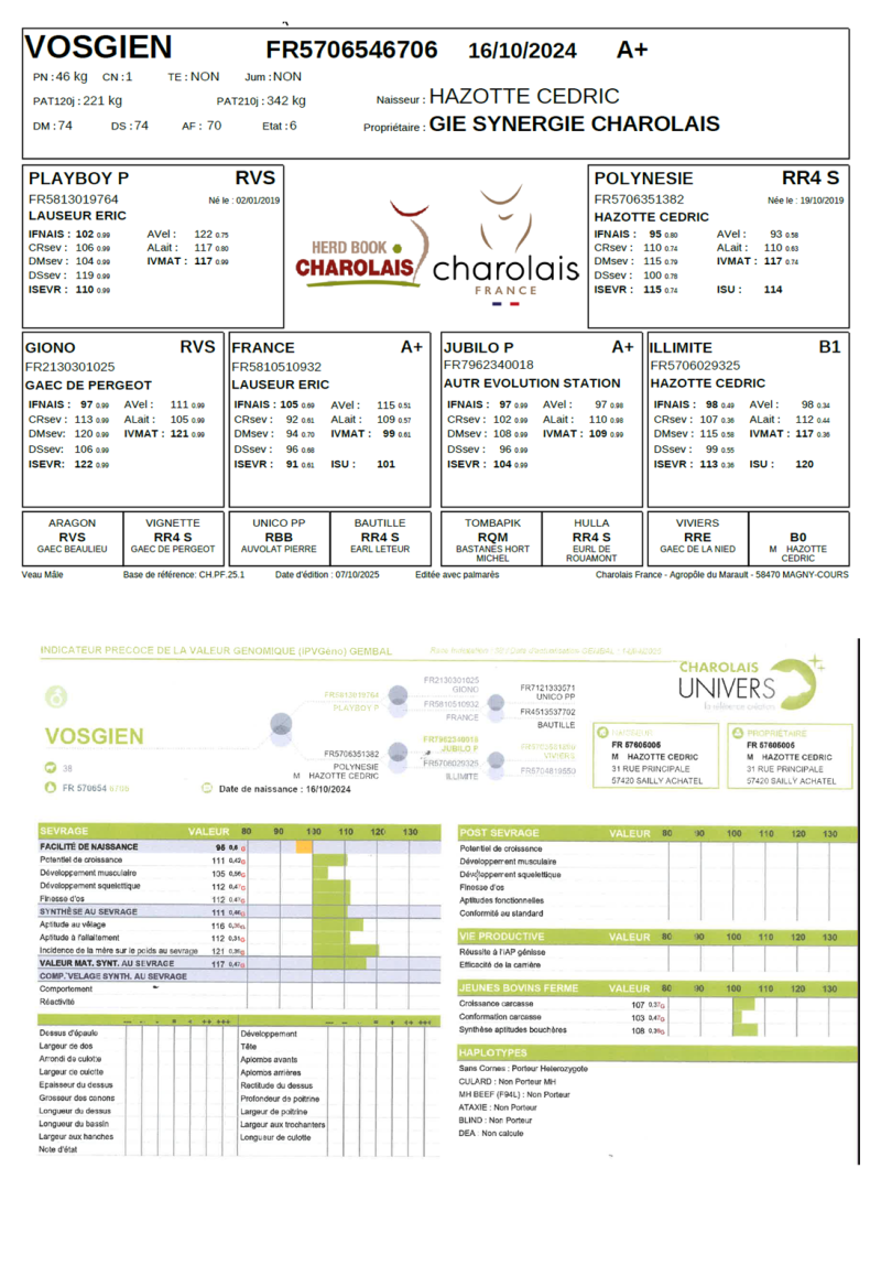 genealogie taureau charolais VOSGIEN