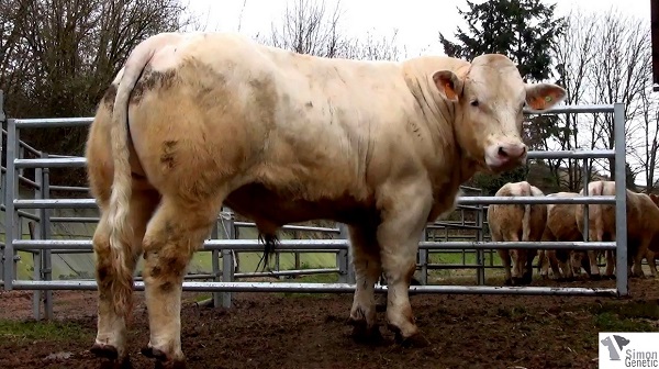 reproducteur charolais inscrit ISIDOR