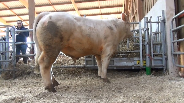 reproducteur charolais inscrit NERON P