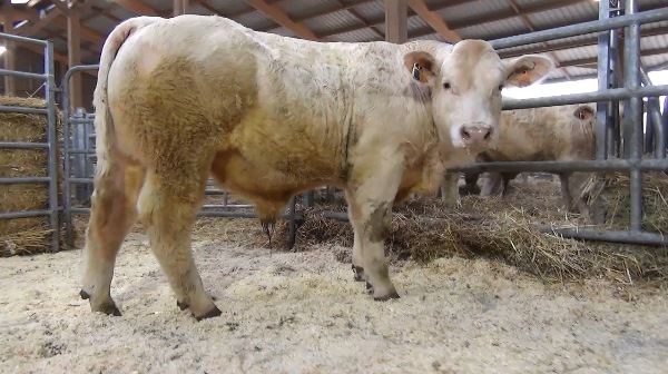 reproducteur charolais inscrit NOUNOURS