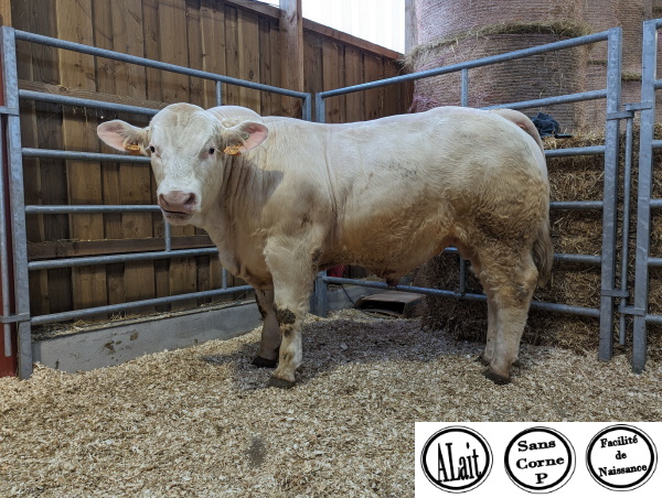 reproducteur charolais inscrit TABARD P
