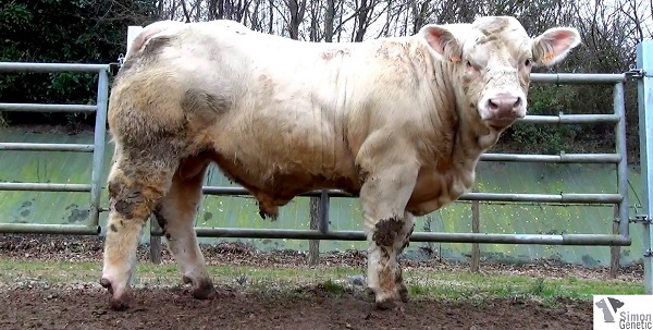 reproducteur charolais inscrit HIBOU