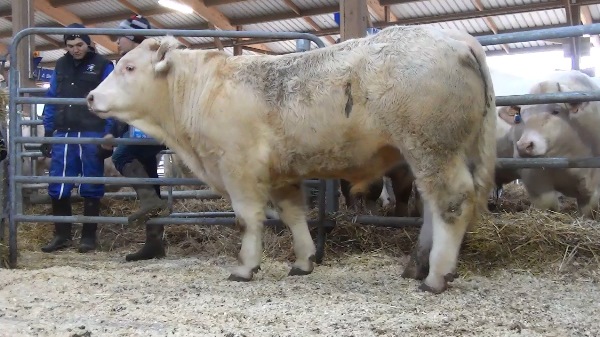 reproducteur charolais inscrit ORLANDO