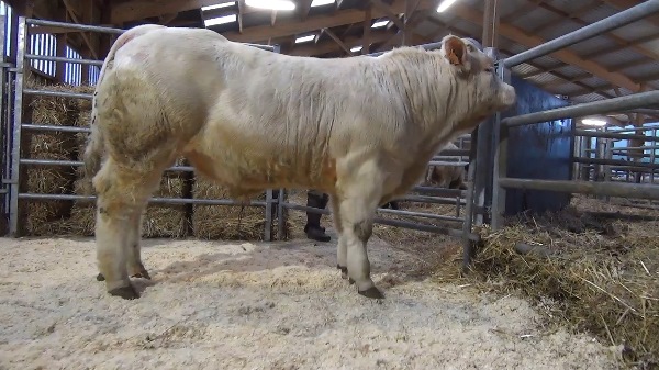 reproducteur charolais inscrit OMAR